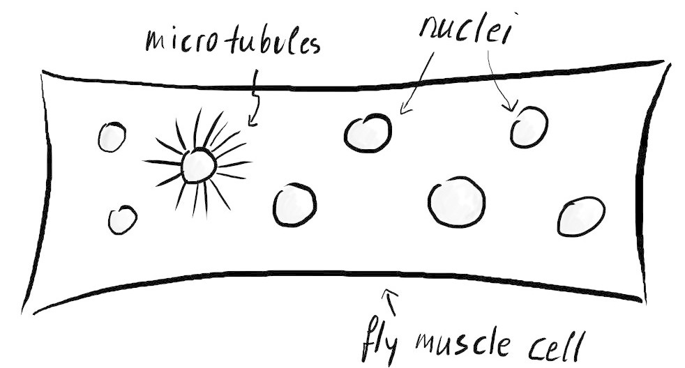 myonuclei